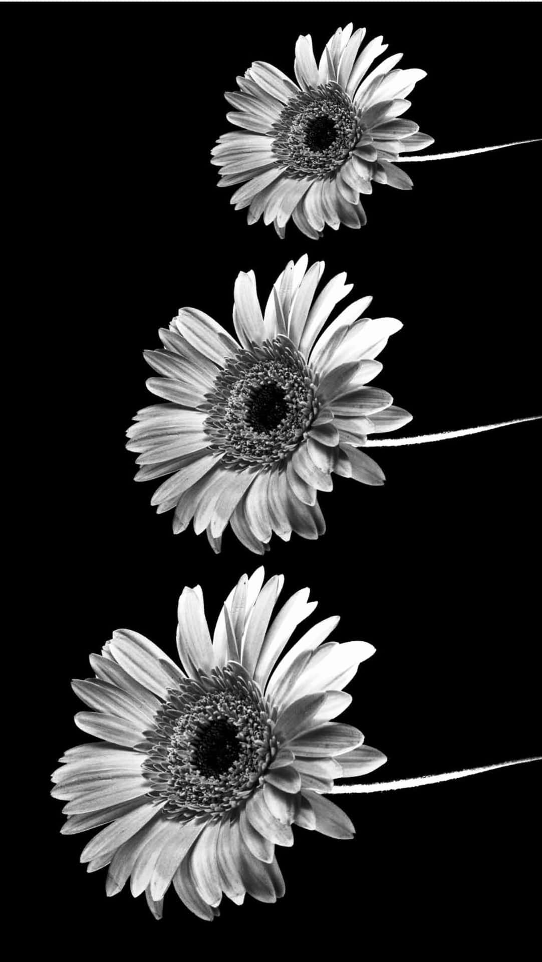 100 Black And White Aesthetic Phone Wallpapers Wallpapers