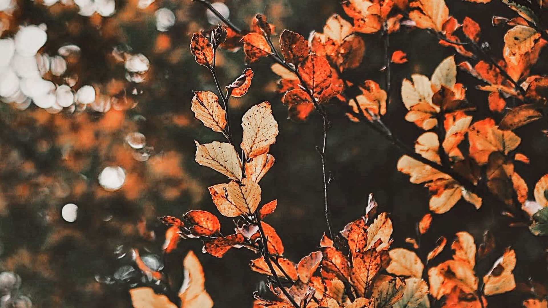 fall images for desktop