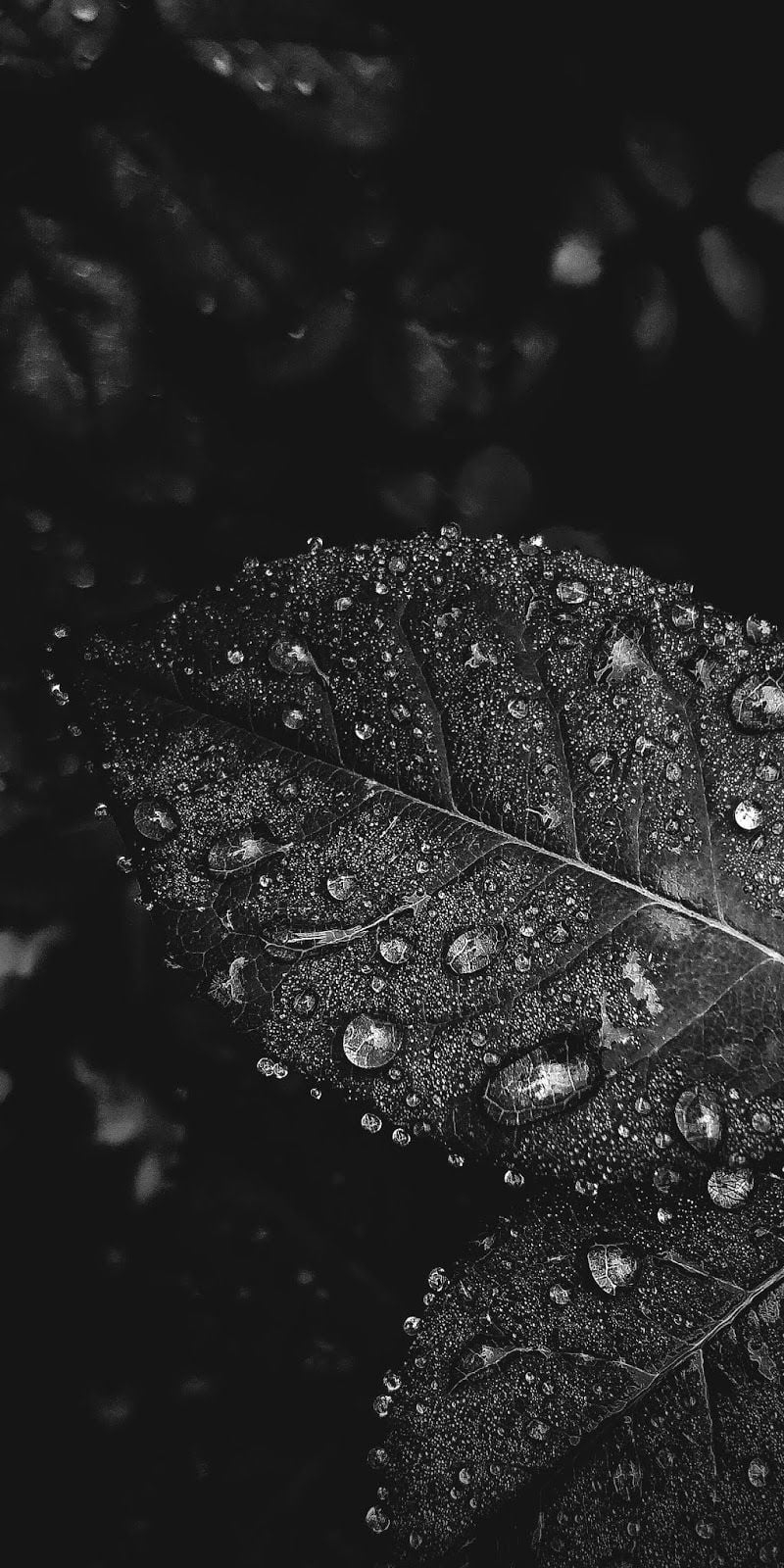  20 Black And White Android Wallpapers WallpaperSafari