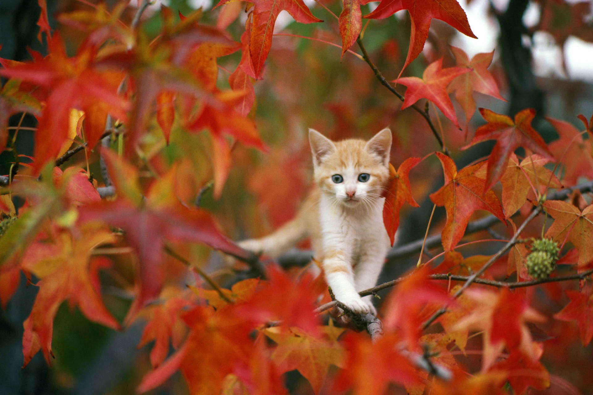 200 Cute Fall Wallpapers Wallpapers