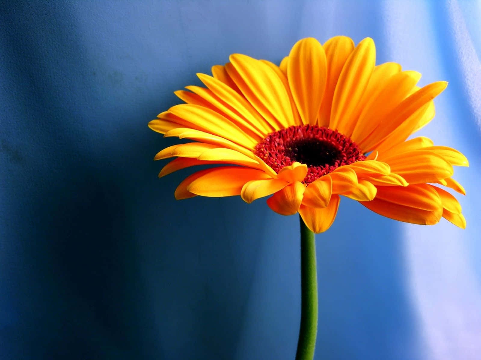 300 Flower Desktop Backgrounds Wallpapers