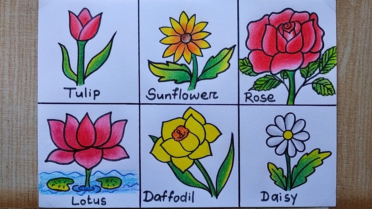 6 Different Types Of Flowers Drawing Easy Flower Chart Making How To Draw Different Types Of Flower YouTube 6 Different Types Of Flowers Drawing Easy Flower Chart Making How To Draw Different Types Of Flower YouTube