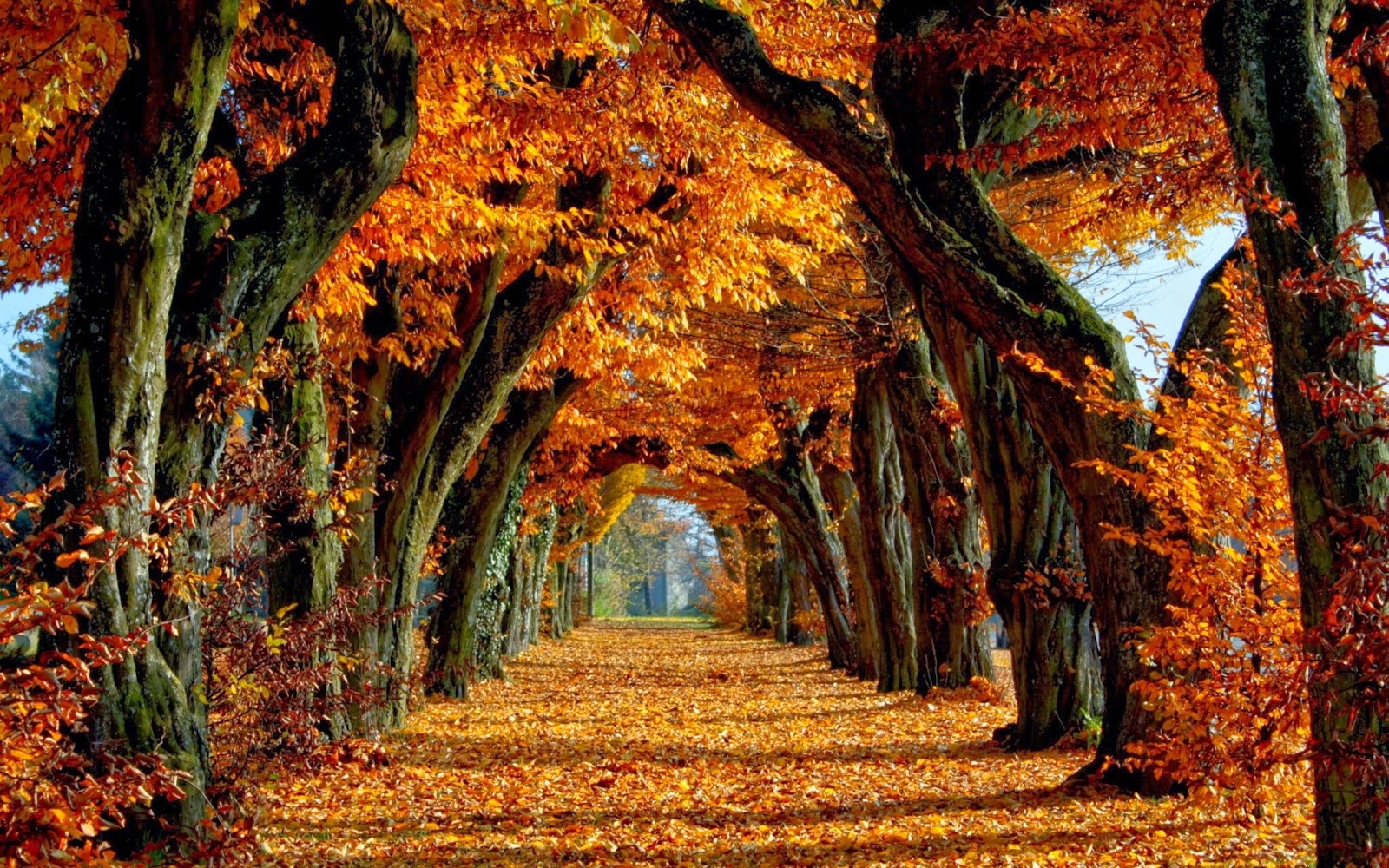  70 Fall Autumn Wallpapers WallpaperSafari