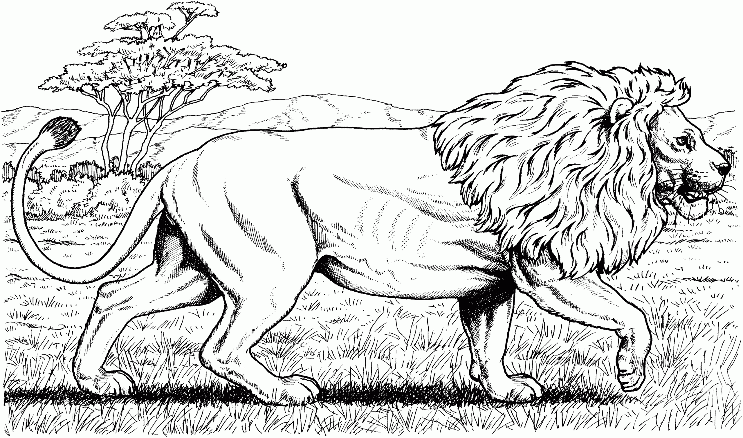 coloring sheets of lions