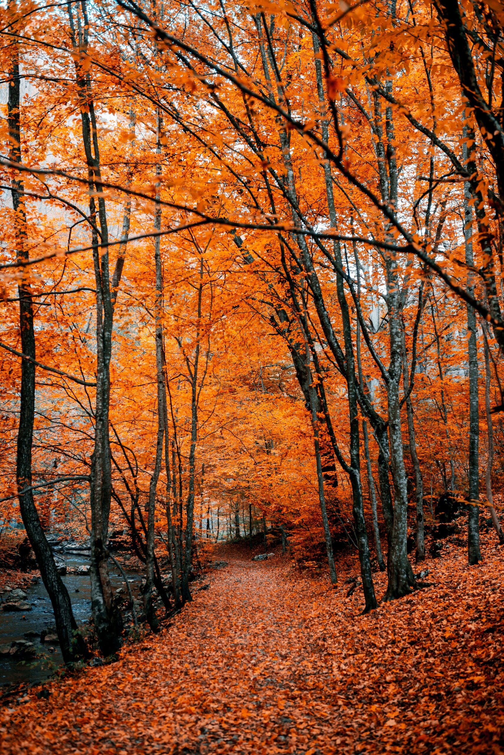 Autumn Phone Wallpapers Free 4K HD Downloads Mob