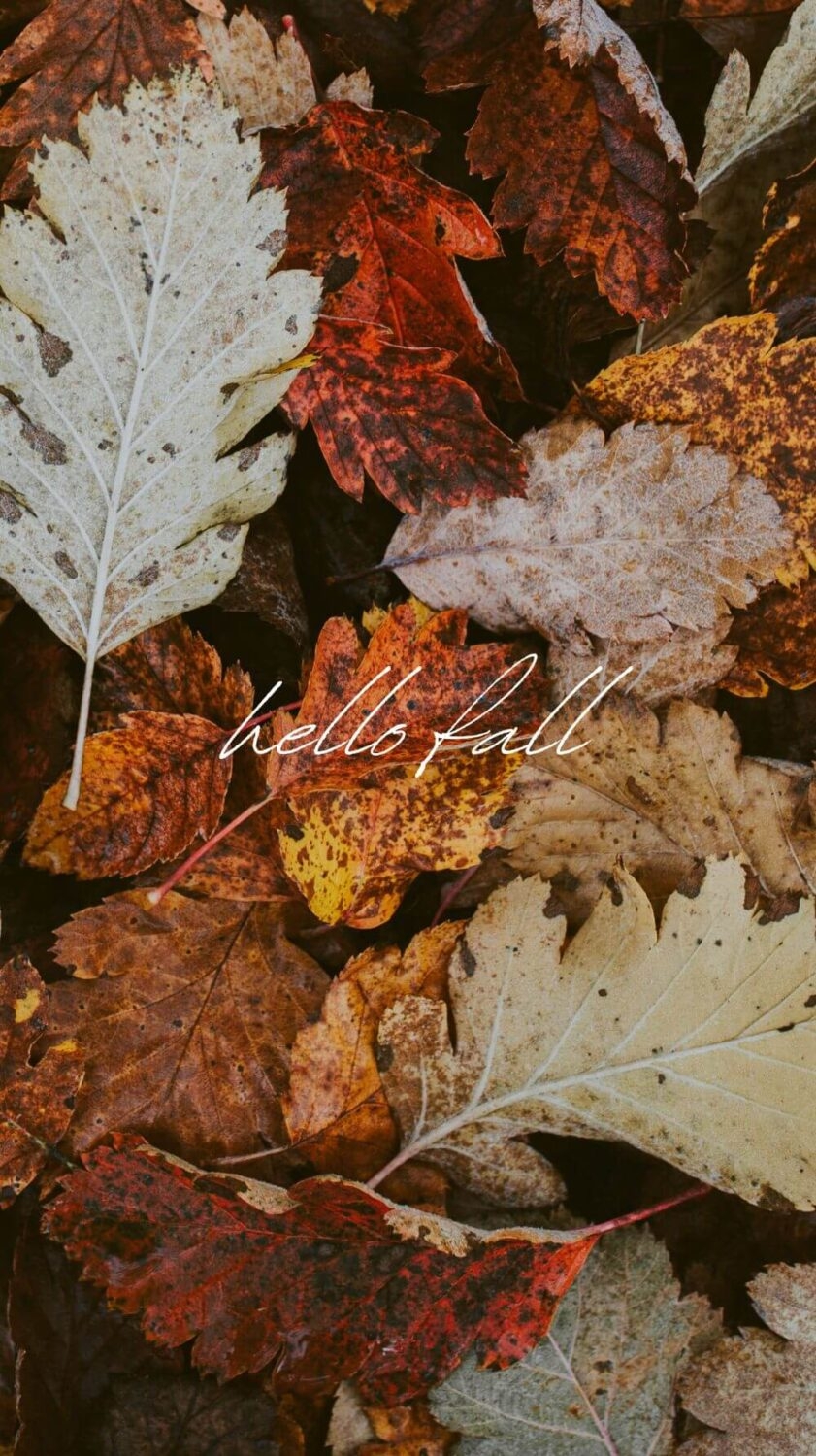 fall wallpaper for phone