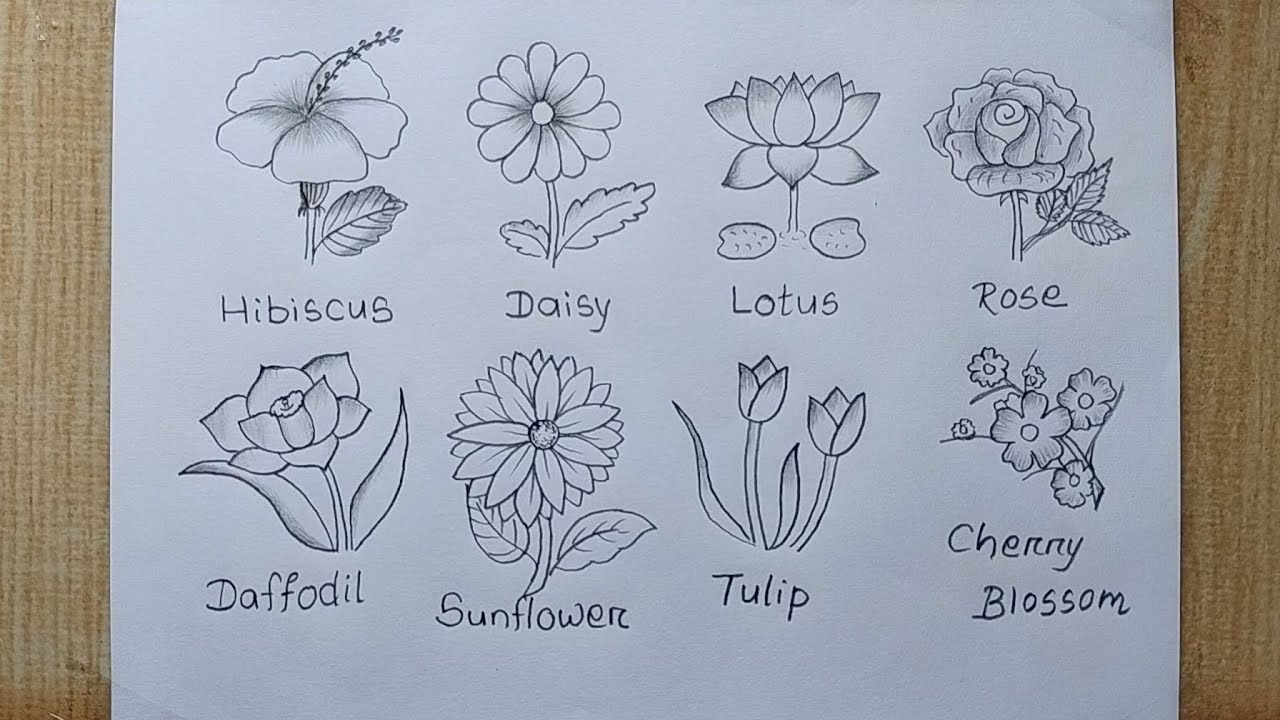 Different Types Of Flowers Drawing Easy Flower Chart Making 8 Different Types Flower Drawing YouTube Different Types Of Flowers Drawing Easy Flower Chart Making 8 Different Types Flower Drawing YouTube