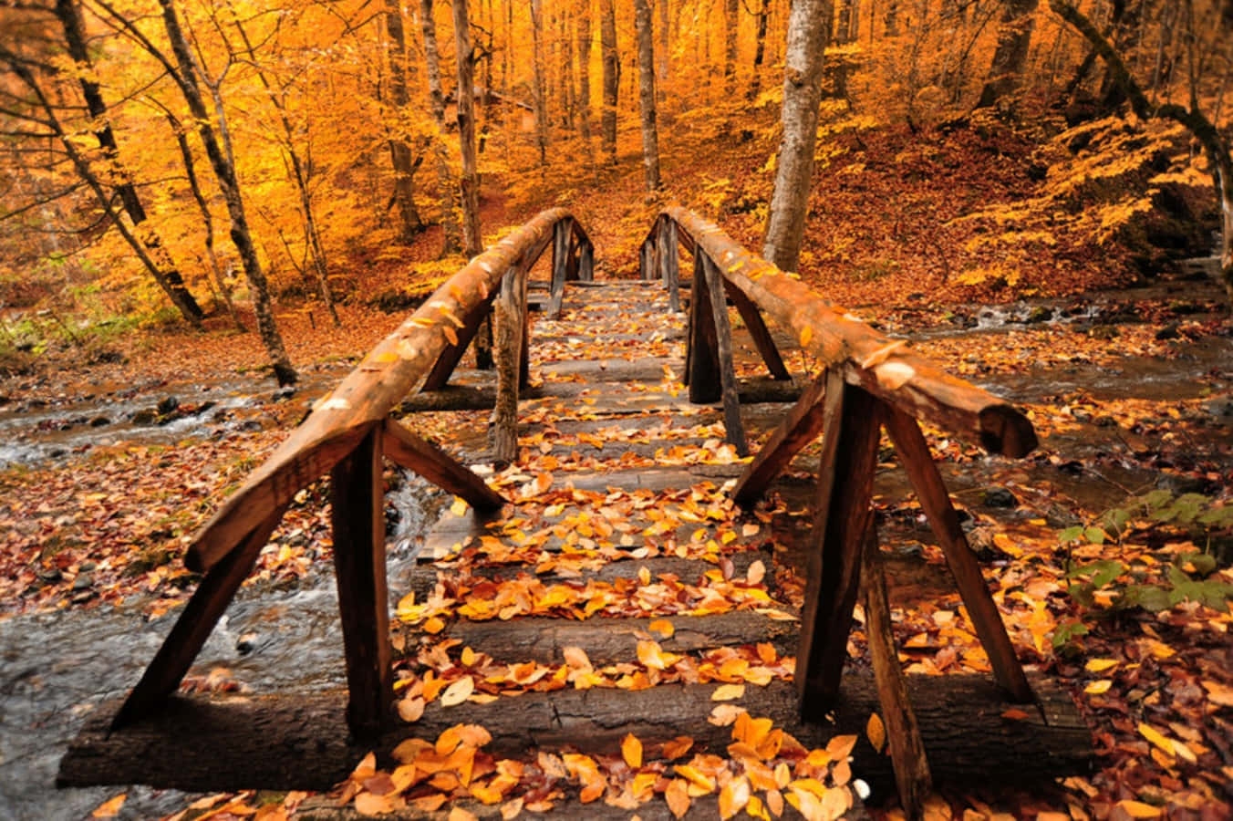 Download Enjoy The Fall Season With A Cozy Desktop Wallpaper Wallpapers 