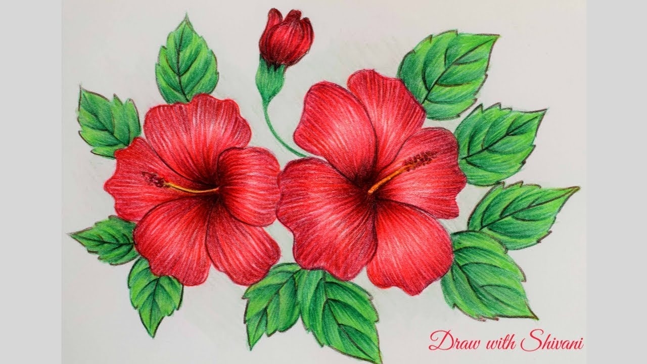 Hibiscus Sketching Using Pencil Colors How To Draw Hibiscus Flower YouTube