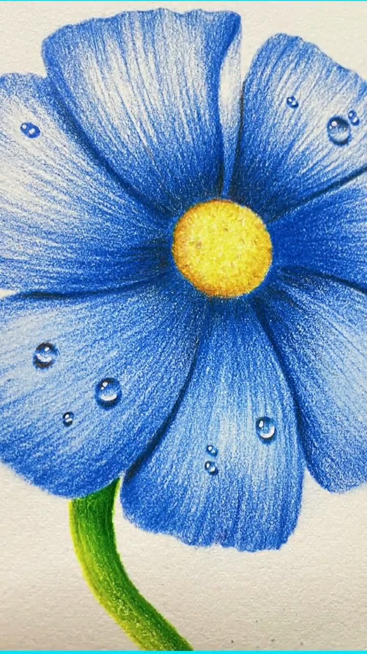 flowers to draw in color