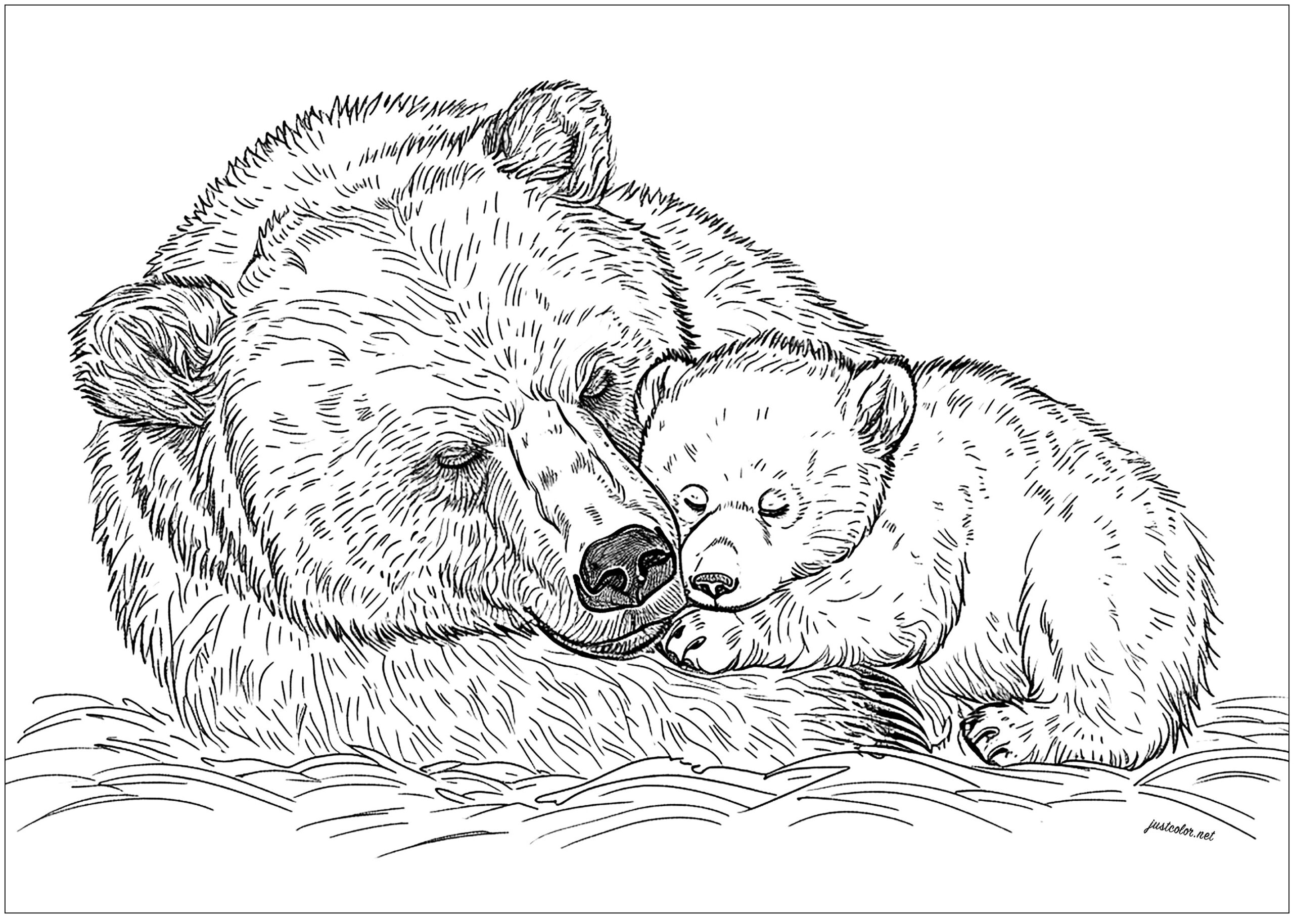 pictures to color of bears pictures to color of bears