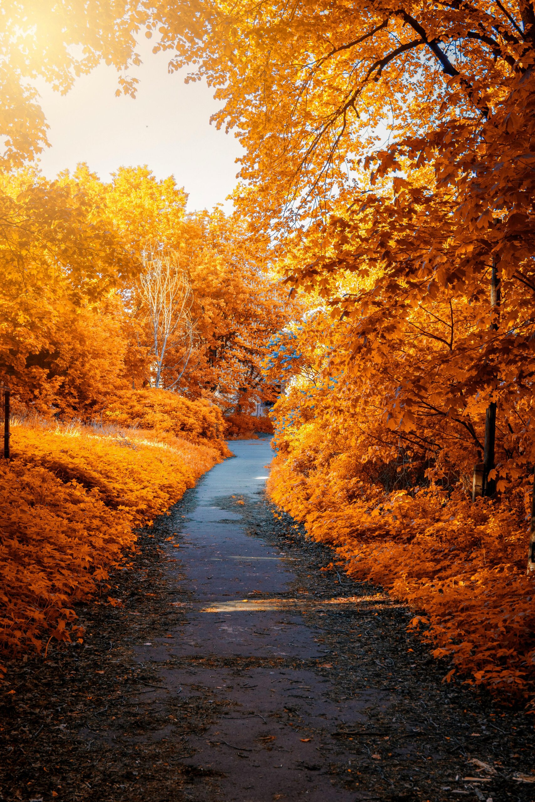 Photo Of Path In between Woods During Autumn Free Stock Photo