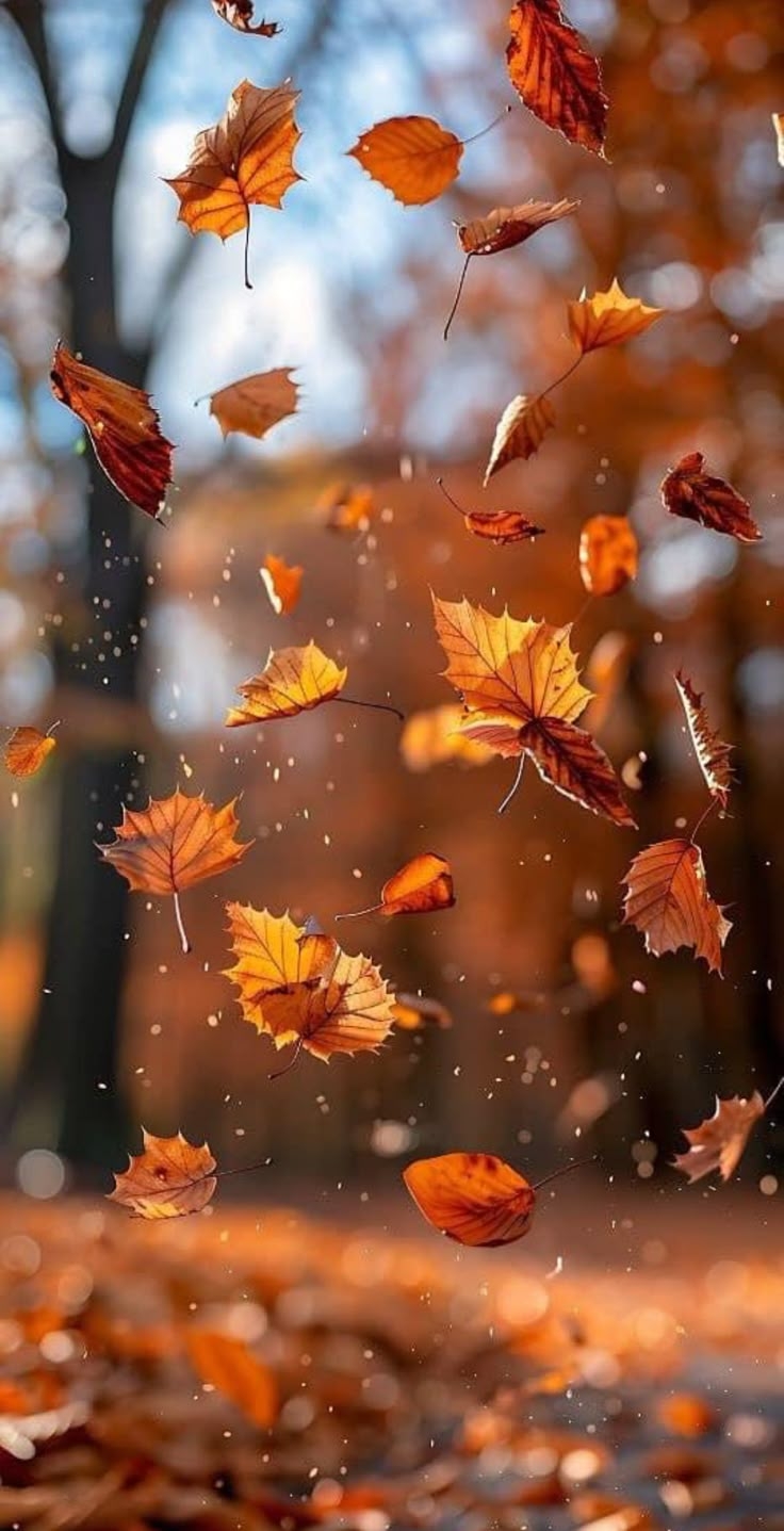 Pin By Kelly W K On Aesthetic Holidays Fall Autumn Phone Wallpaper Iphone Wallpaper Fall 