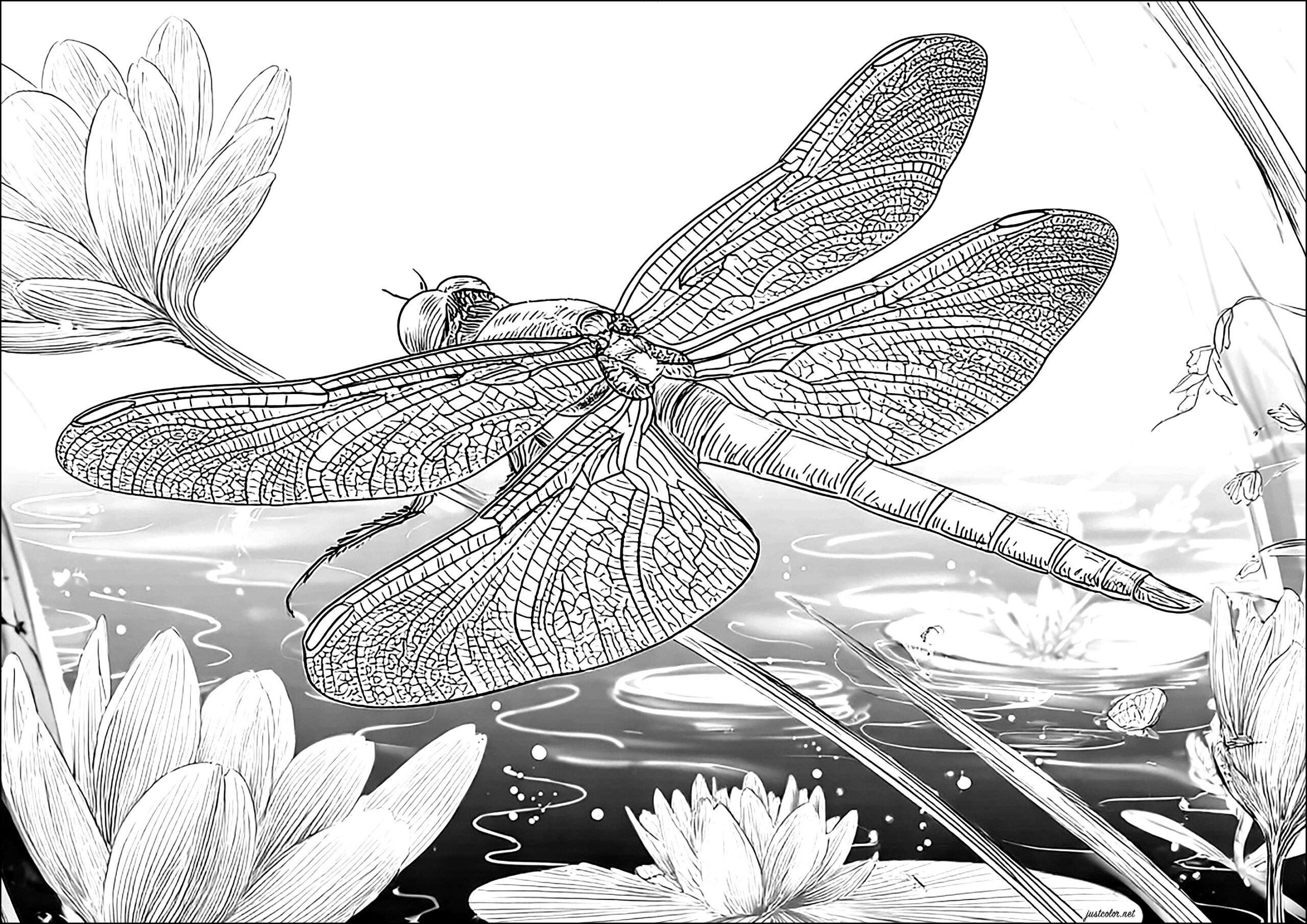 realistic coloring pages for adults realistic coloring pages for adults