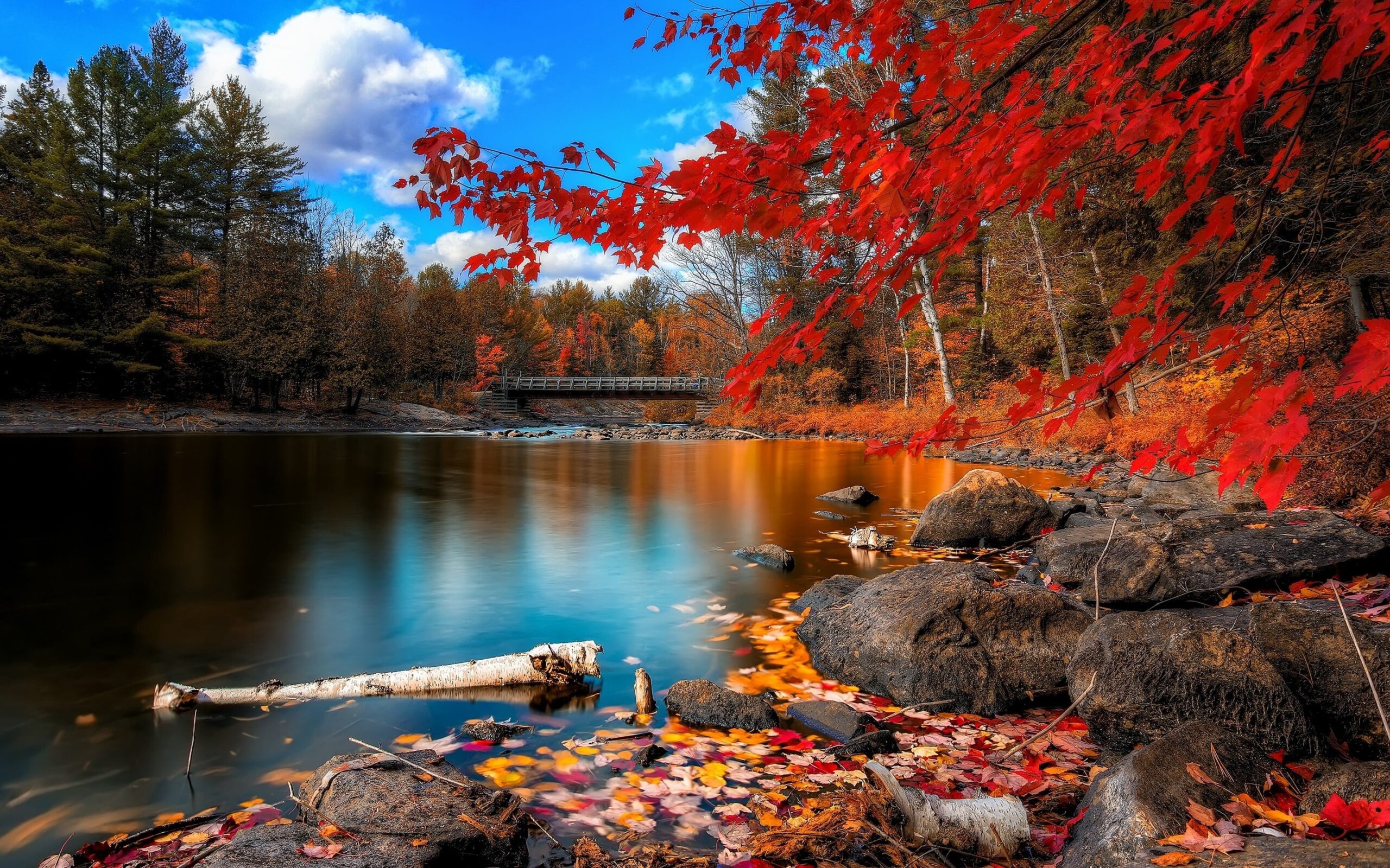 The Forest In Autumn Wallpaper For Desktop ID 357